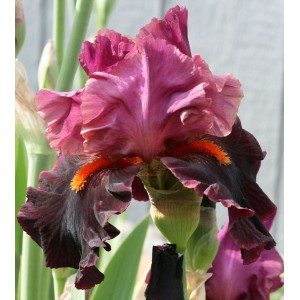 Fiery Temper
